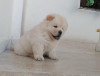 Chow chow 