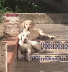 Vend couple chiots labradors mal et femelle pure race 