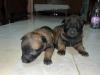 Chiot malinois 