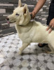 Chienne Husky Sibérien blanc (femelle)