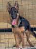 Femelle berger allemand pedigree 