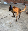 Malinois