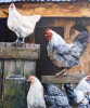 Poules Arabes دجاج عرب بيوض