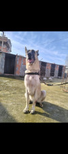 Chien malinois femelle 