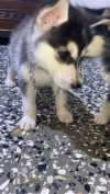 Deux chiots husky (male et female )