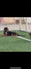 Chiots berger allemand