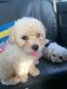 Bichon maltais 4 mois