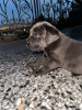 Chiot cane corso