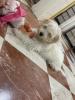 Caniche bichon