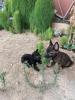 Femelle malinois et ses trois chiots 