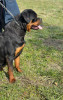 Chiots rottweiler LOF français 