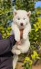 Chiot Husky blanc poil long 