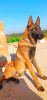 malinois 8 mois