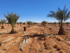 Vente Terrain Agricole Béchar Bechar