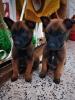 Couple chiotte malinois charbonnier masque noir 2 mois 