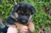 chiot berger allemand pedigree 