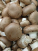 Champignon frais 