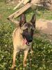 Chiens malinois 9 mois 