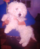 Caniche bichon