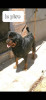 Les chiot rottweiler age 30 jours 