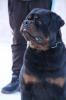 A vendre mâle rottweile