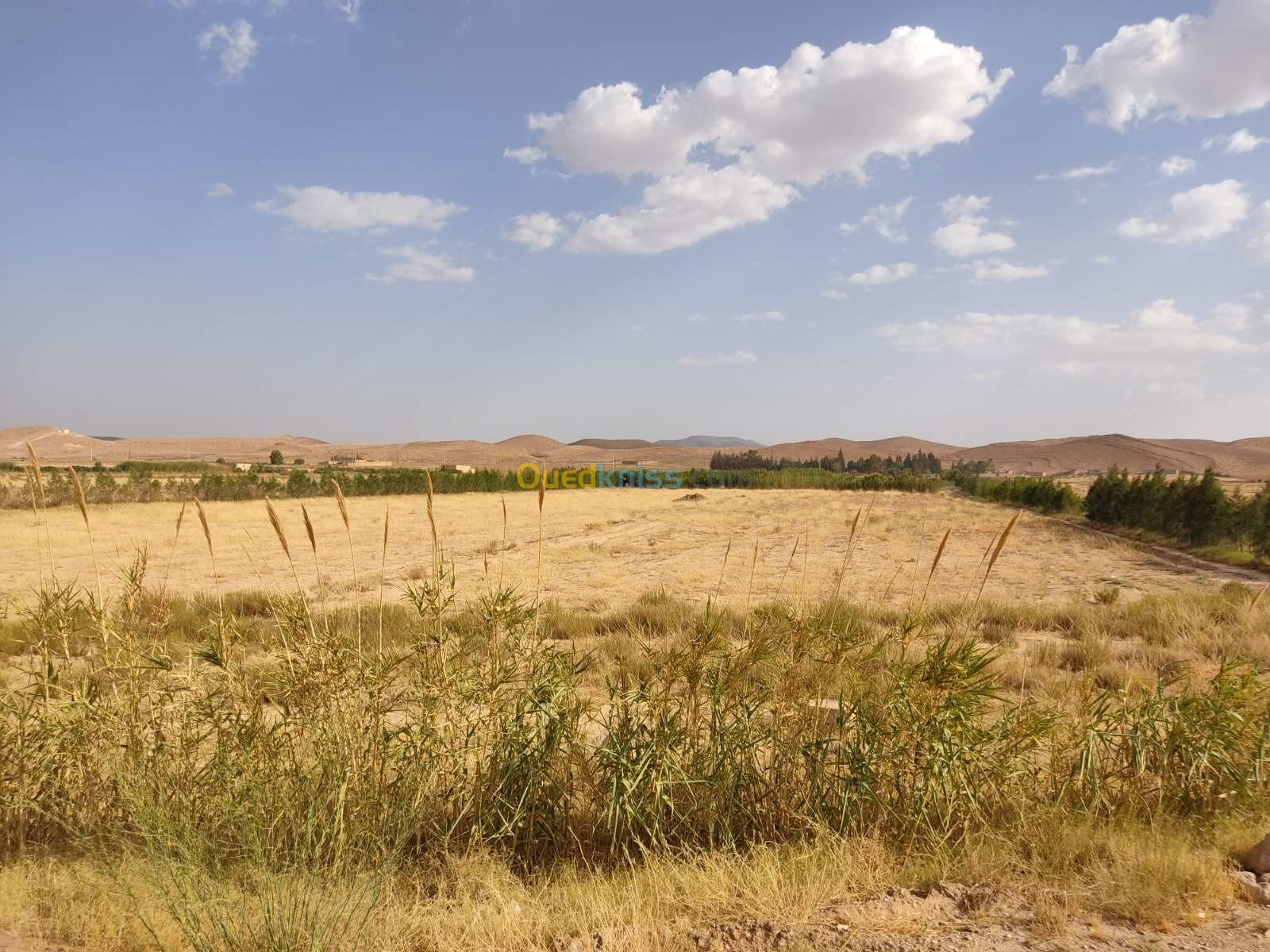 Vente Terrain Agricole Msila Tamsa