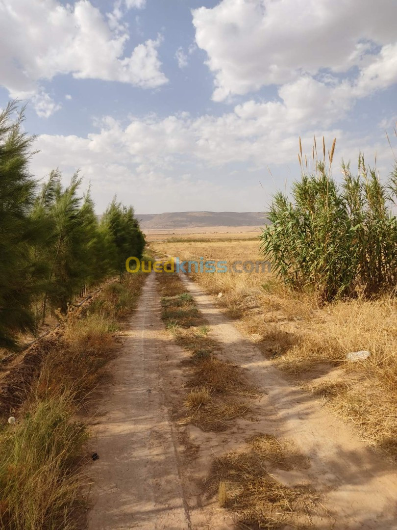 Vente Terrain Agricole Msila Tamsa