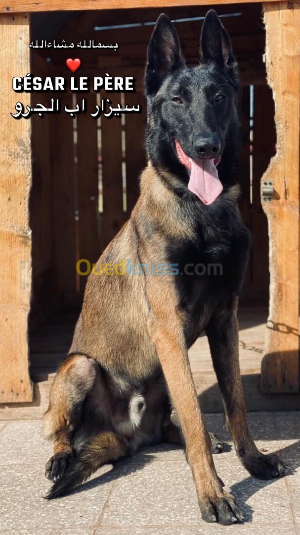 chiot malinois pure sang 