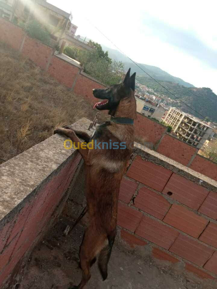 famille de malinois charbonner