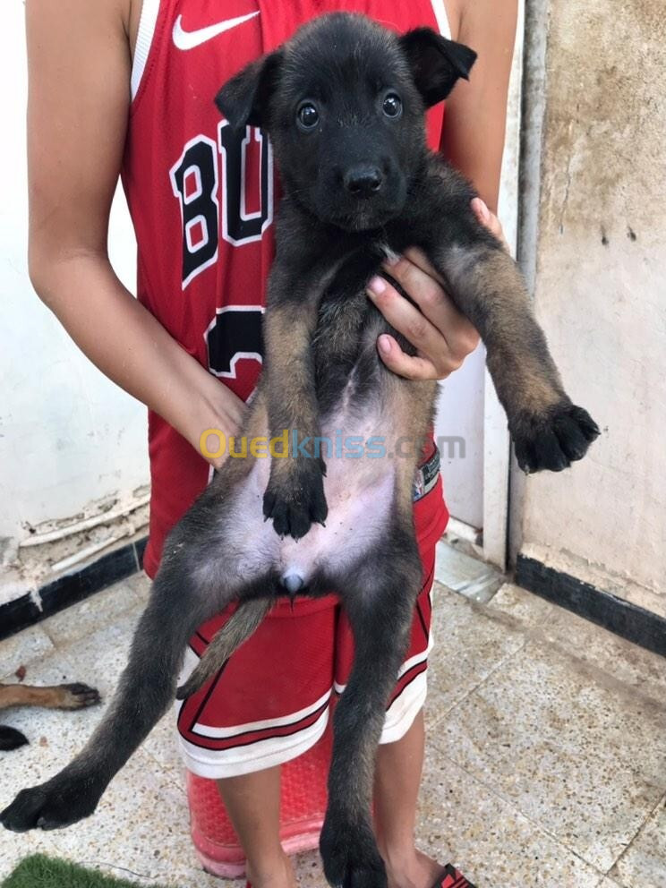 les chiot malinois جراء مالينوا