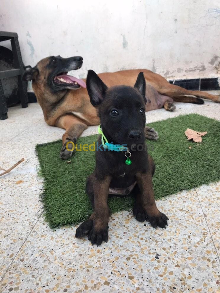 les chiot malinois جراء مالينوا