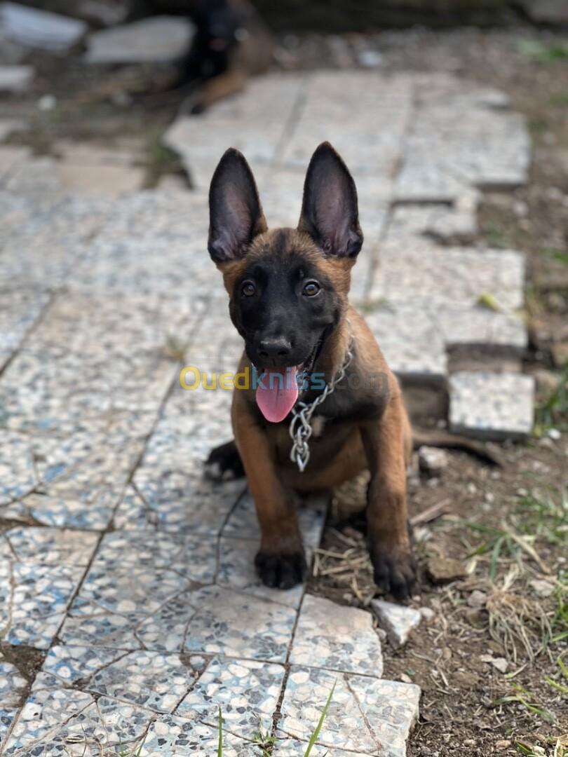 Couple malinois charbonnier Mask noire 