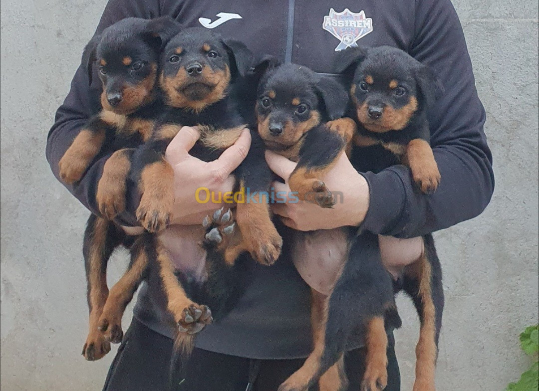 les chiots rottweiler