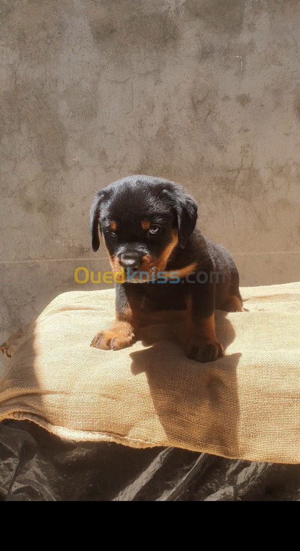 Chiots rottweiler serbie 