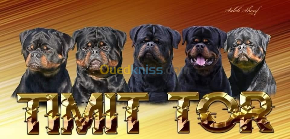 Chiot rottweiler Serbie 100% timit-tor 100%