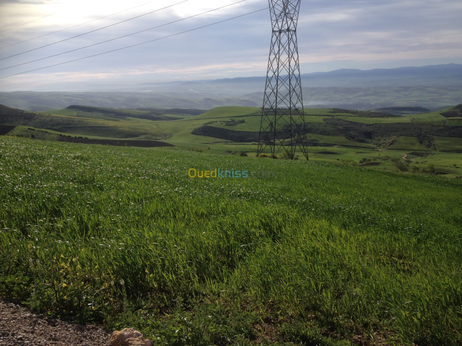 Vente Terrain Tlemcen Remchi