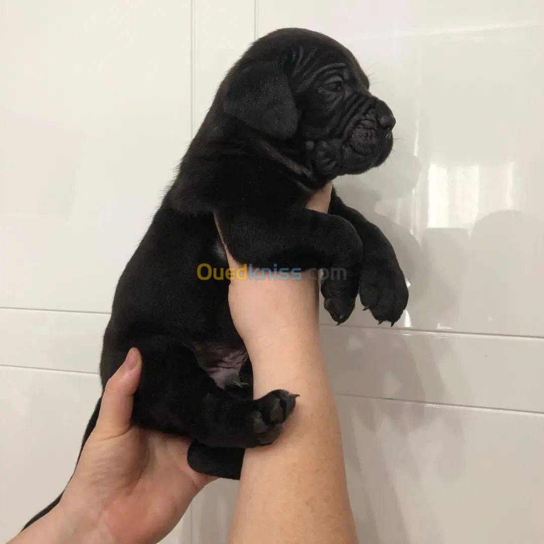 Cane corso chiot 