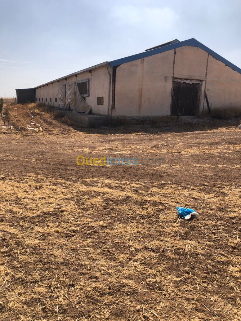 Location Hangar Sidi Bel Abbès Ain thrid