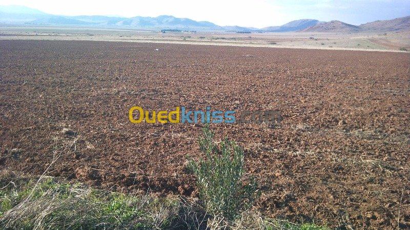 Vente Terrain Agricole Batna El madher