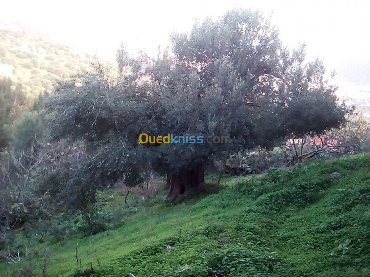 coupe et netoiyer les arbre