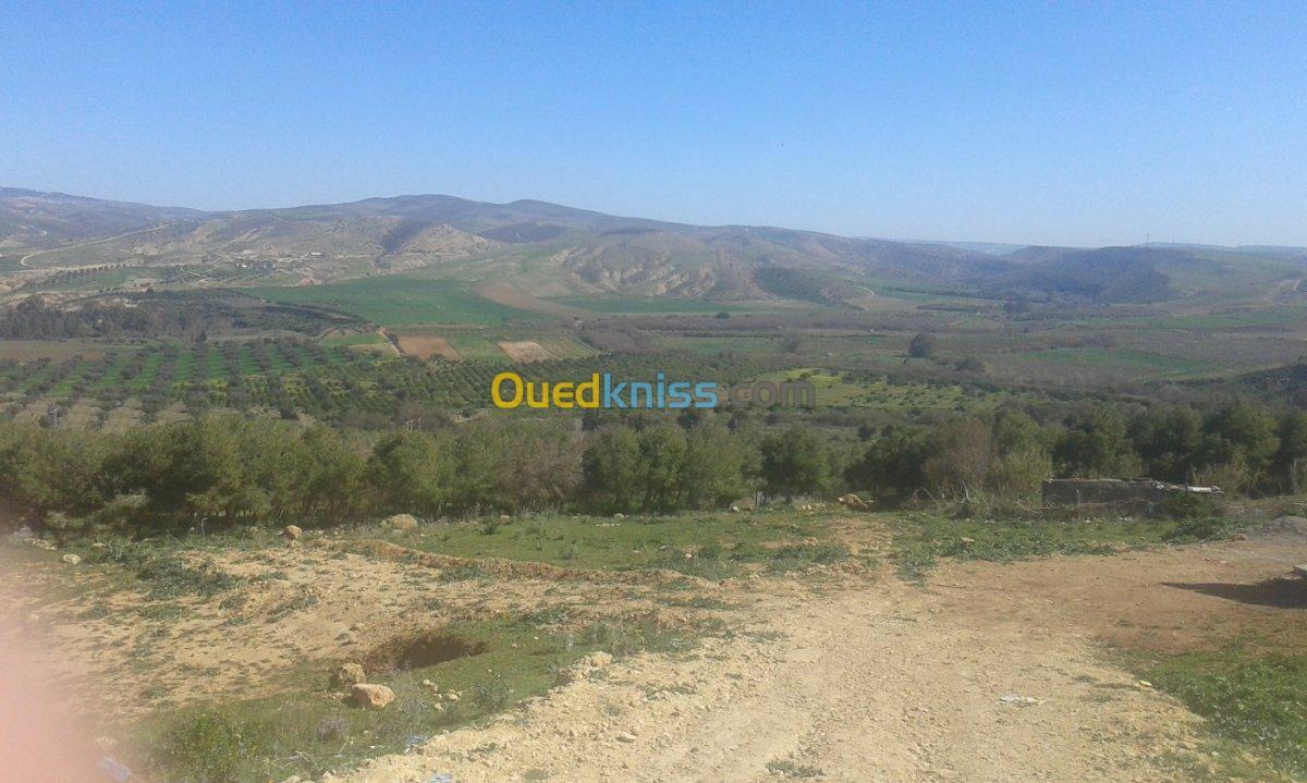 Vente Terrain Tlemcen Remchi