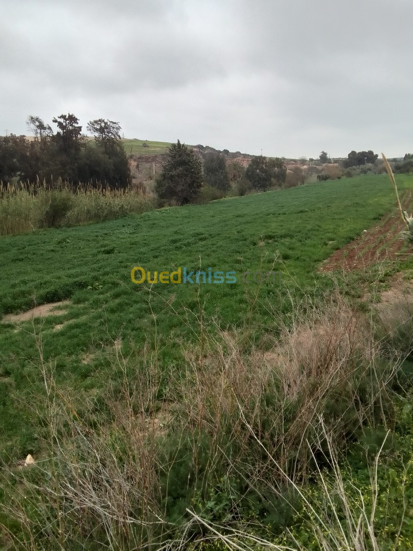 Vente Terrain Agricole Aïn Témouchent Sidi ben adda