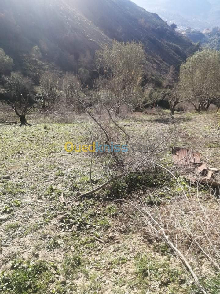 Vente Terrain Bejaia Bejaia