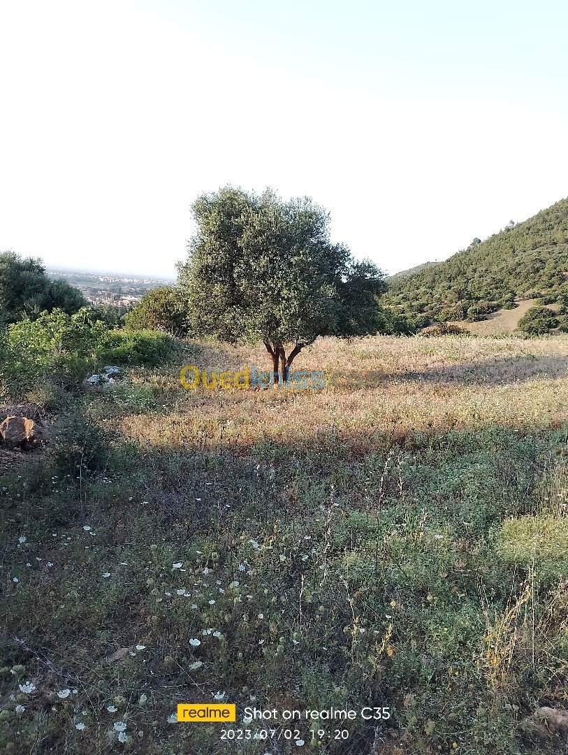 Vente Terrain Blida Hammam melouane