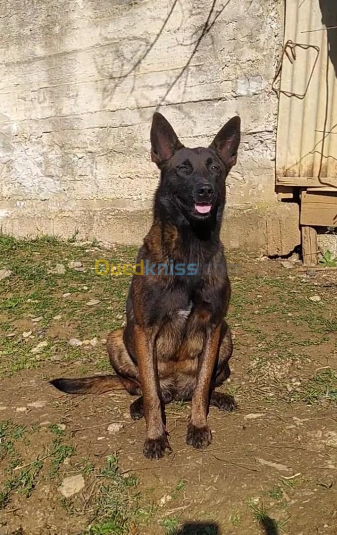 Chiots malinois 