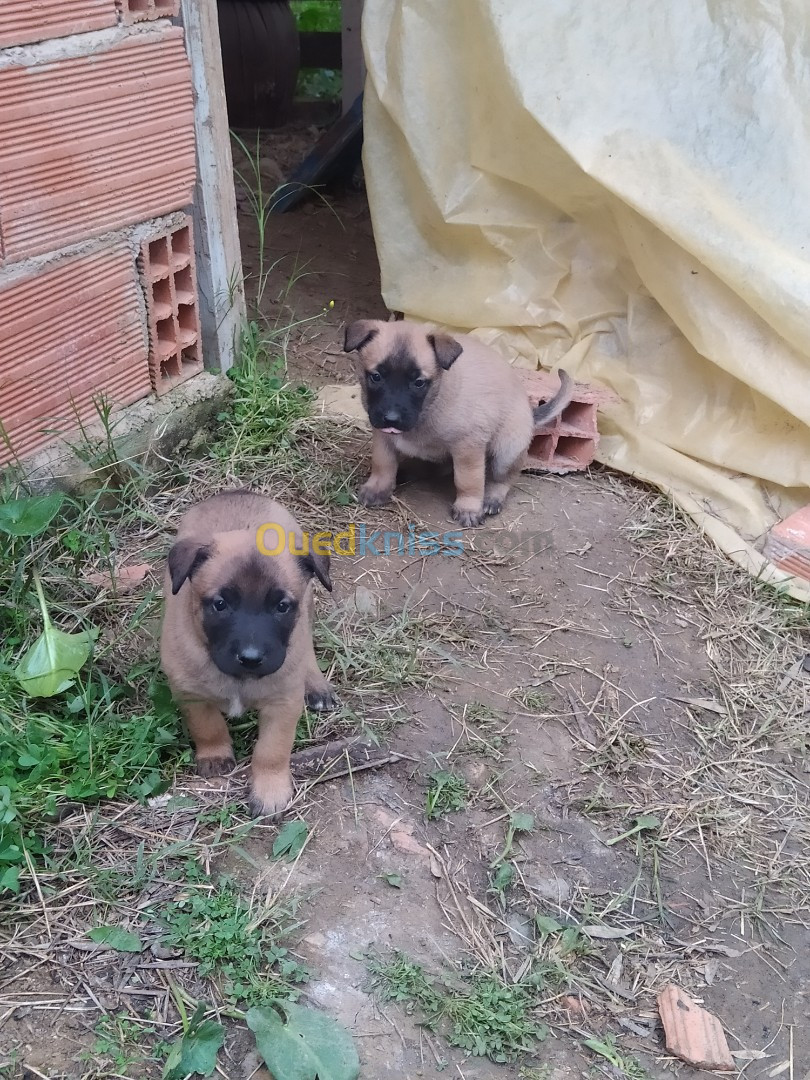 Chiots malinois 