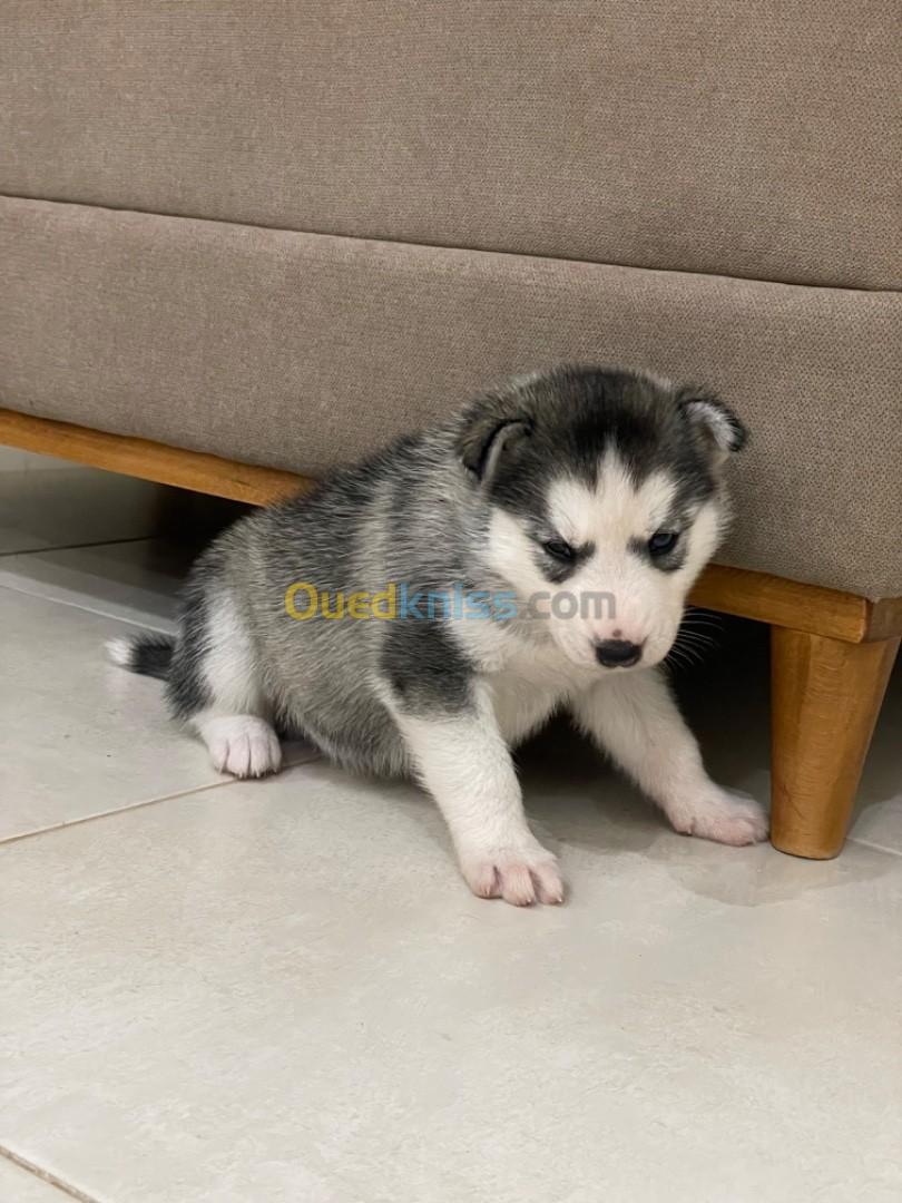 Chiot husky sibérien 