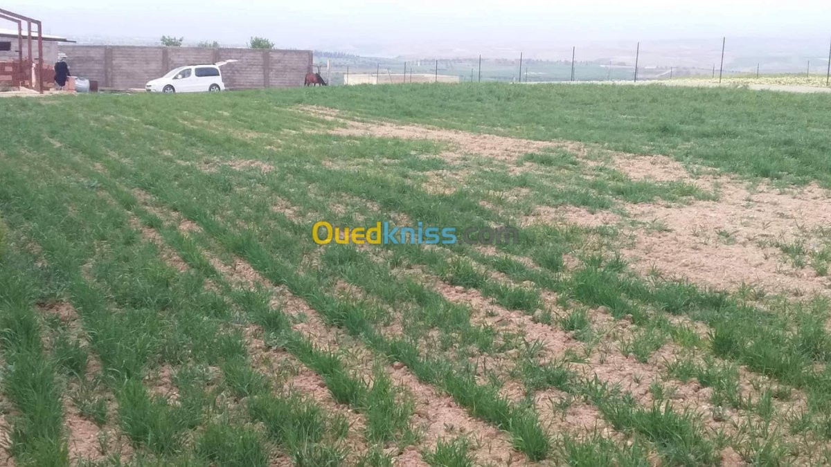 Vente Terrain Agricole Tlemcen Hennaya