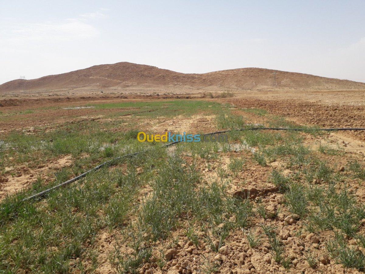 Vente Terrain Biskra El hadjeb