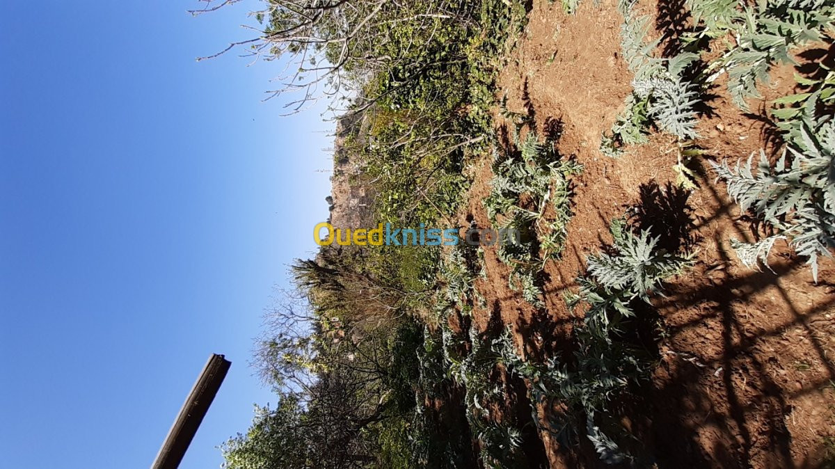 Vente Terrain Agricole Tlemcen Tlemcen